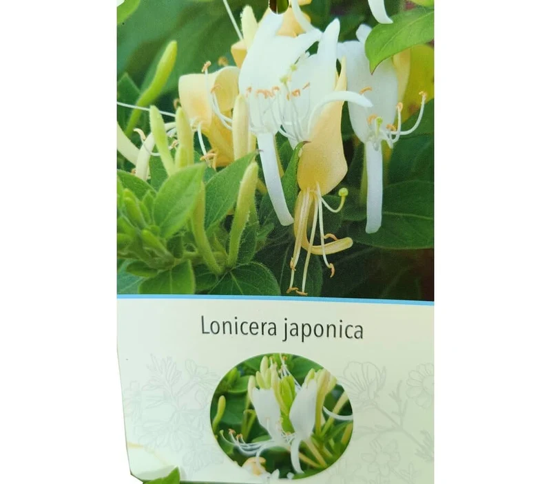 Lonicera Japónica M20 180-200cm