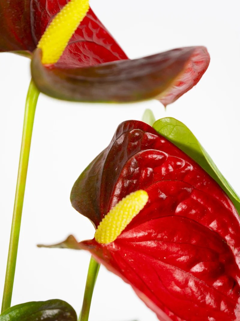Anthurium Rojo | Altura 60cm - Diámetro 17cm