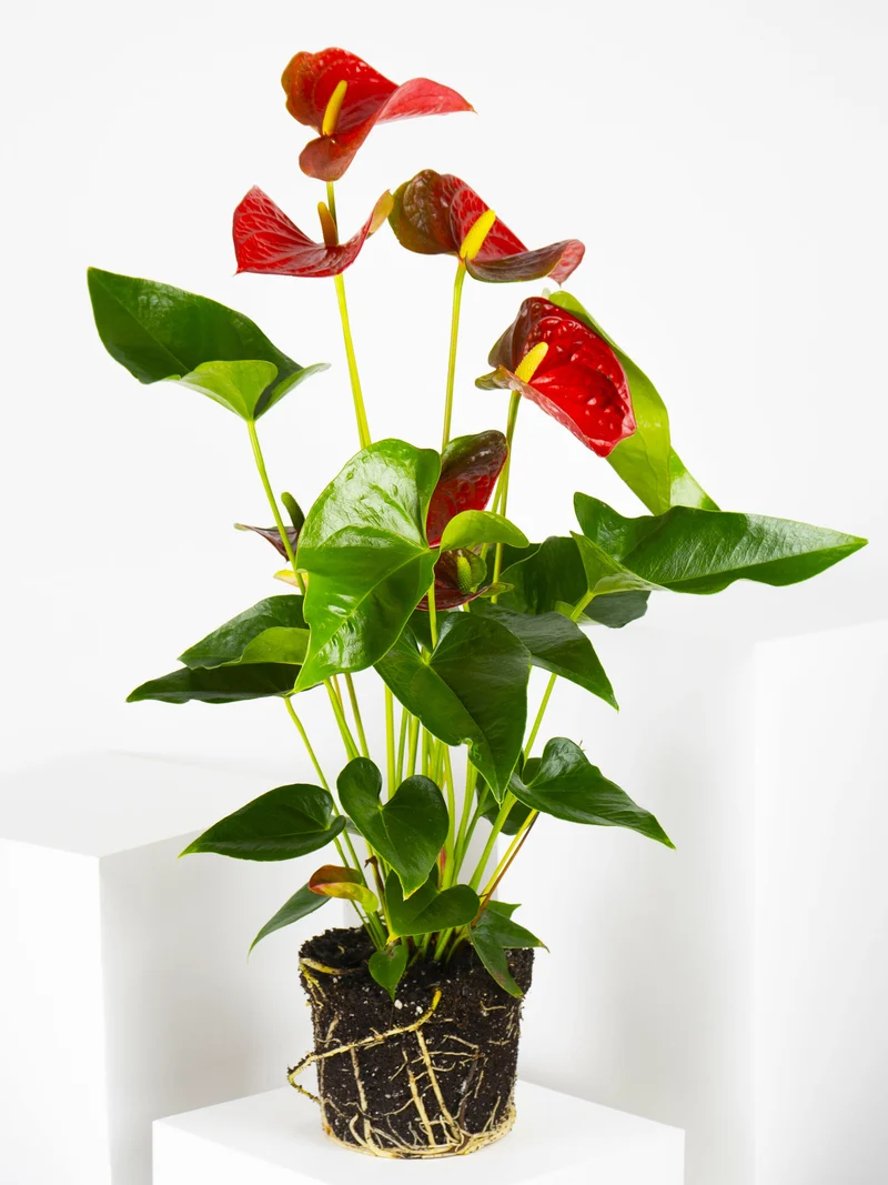 Anthurium Rojo | Altura 60cm - Diámetro 17cm