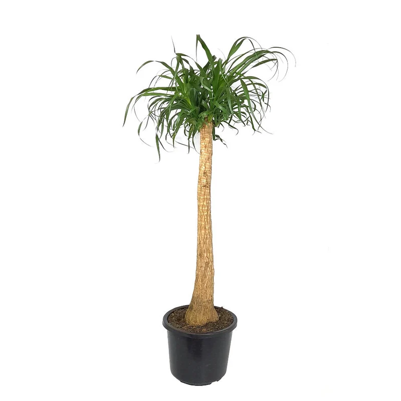 Beaucarnea Recurvata M32 140cm (pata De Elefante)
