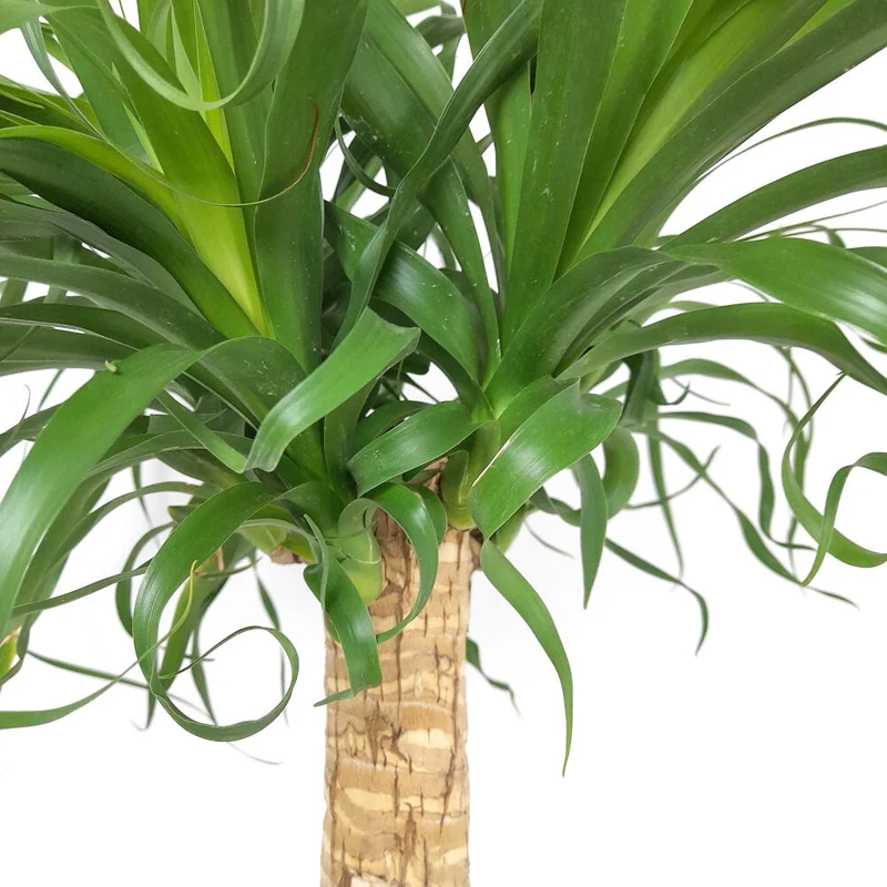 Beaucarnea Recurvata M32 140cm (pata De Elefante)