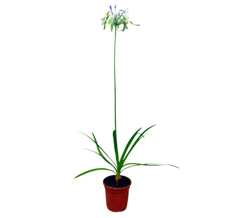 Agapanthus Africano Azul M17 80-100cm