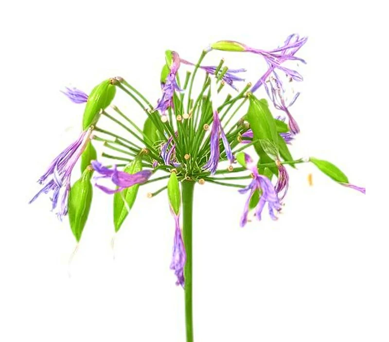 Agapanthus Africano Azul M17 80-100cm