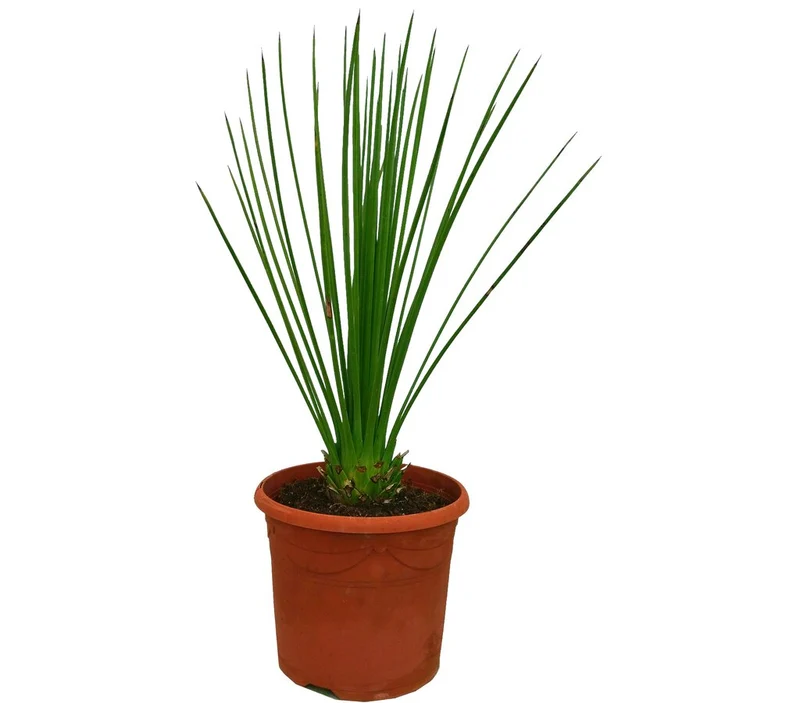 Dasylirium Longissimun M22 75cm (junquillo)