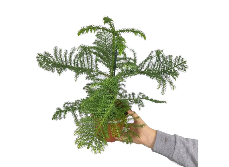 Araucaria Heterophylla M17