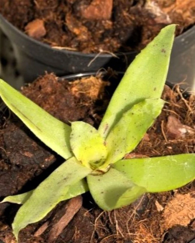 Neoregelia lilliputiana; bromelia miniatura, apta para terrarios; Curiosarium; altura 9 cm, diámetro 5 cm, sin sustrato