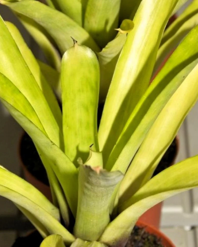 Aechmea candida 'Small Form'; bromelia bicolor; Curiosarium; altura 22-25 cm, diámetro 12-15 cm, sin sustrato