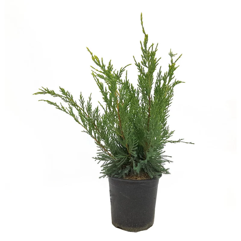 Junipero Mint Julep M18 40cm