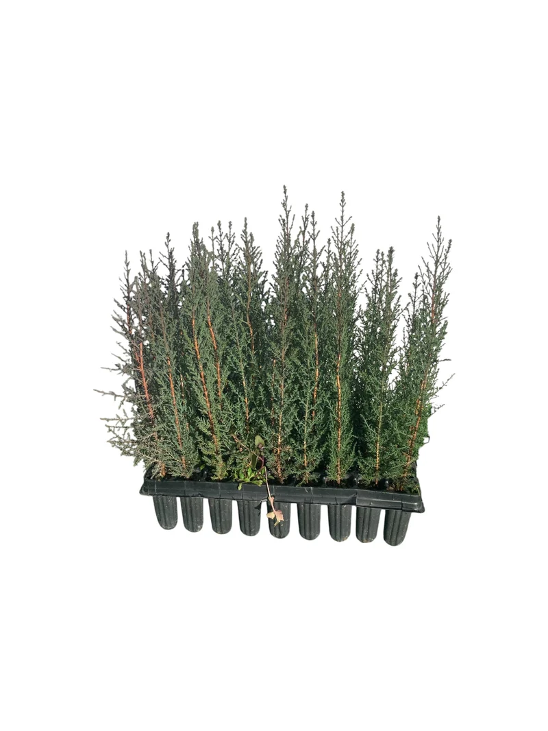 Cipres Sempervirens Bandeja 54ud