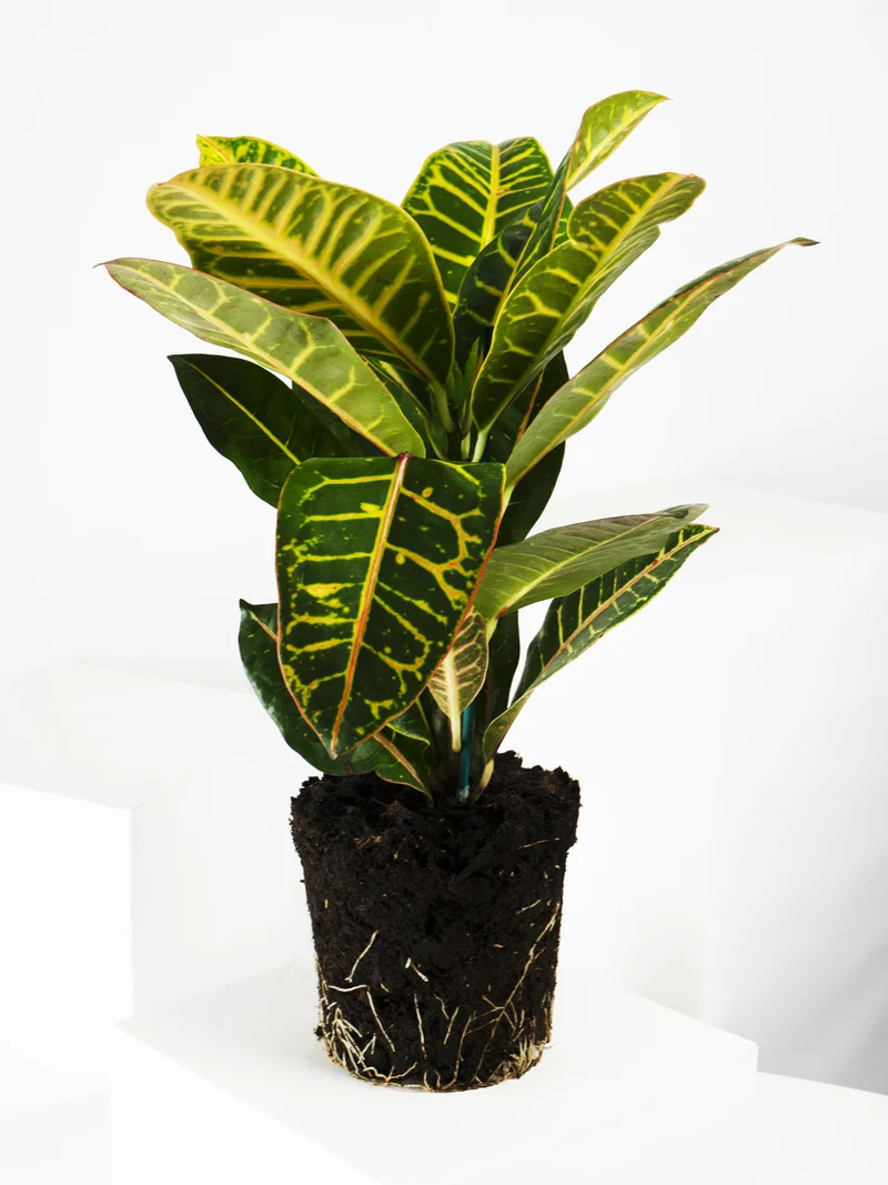 Crotón Petra | Altura 55cm - Diámetro 17cm