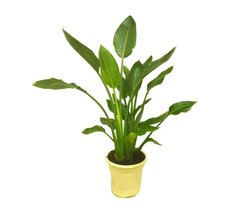 Strelitzia Regina M27 100cm