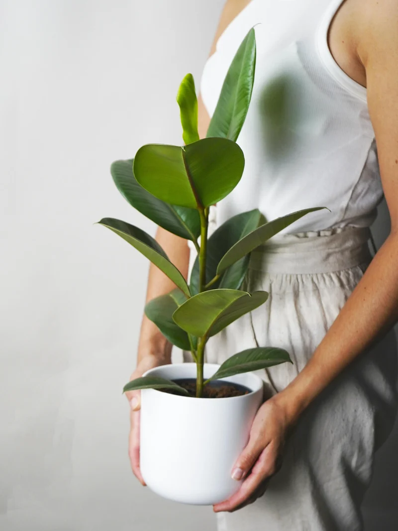 Ficus Robusta | Altura 35cm - Diámetro 12cm