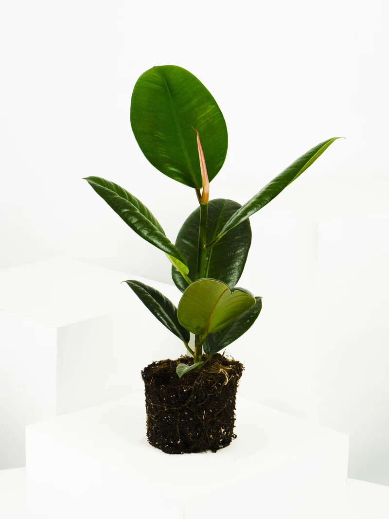 Ficus Robusta | Altura 35cm - Diámetro 12cm