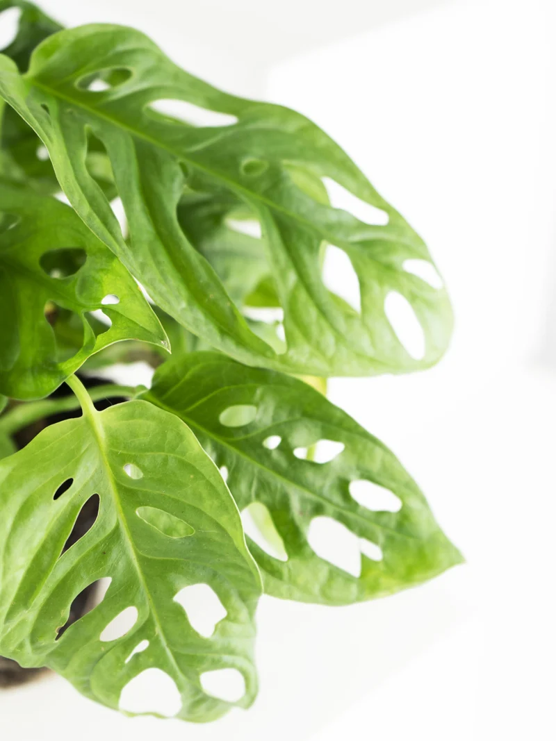 Monstera Adansonii | Altura 35cm - Diámetro 12cm