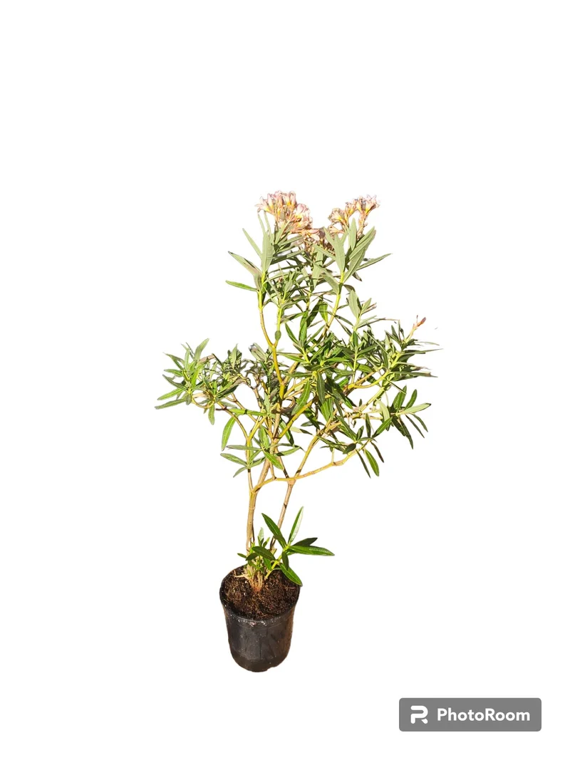 Adelfa Rosa