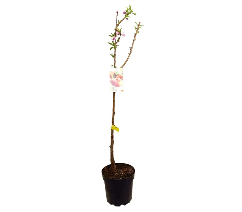 Melocotonero Paraguayo M25 120-150cm