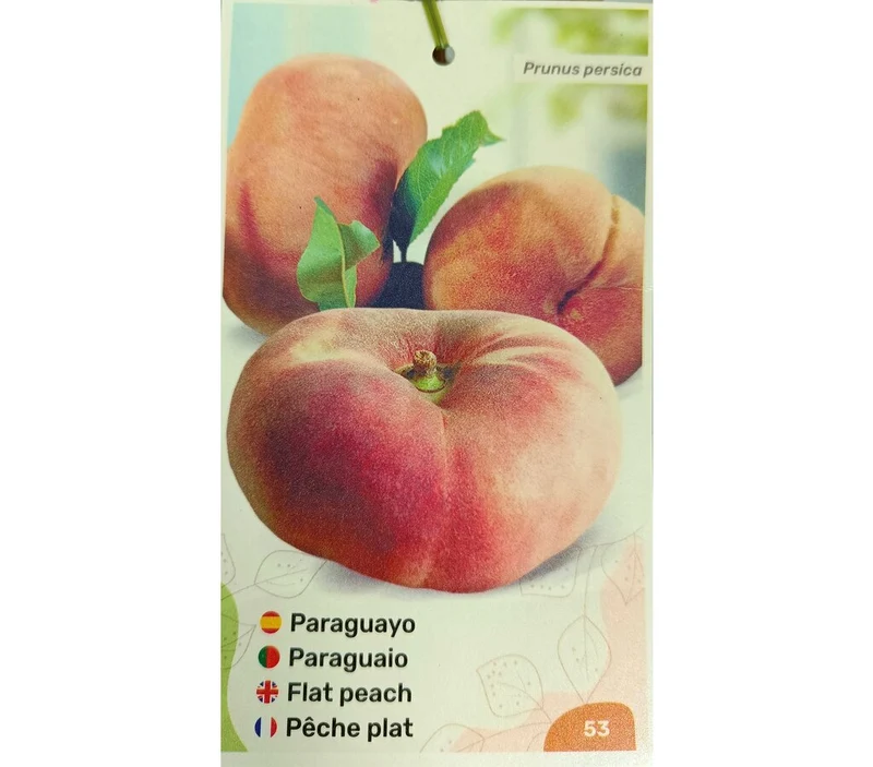 Melocotonero Paraguayo M25 120-150cm