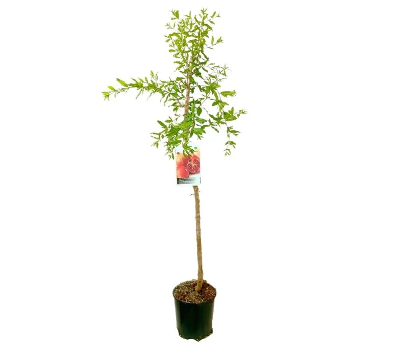 Granado Mollar M25 100cm