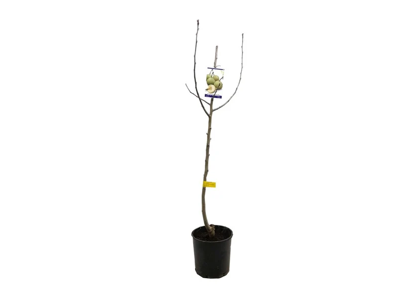 Peral Peretero M25 100cm