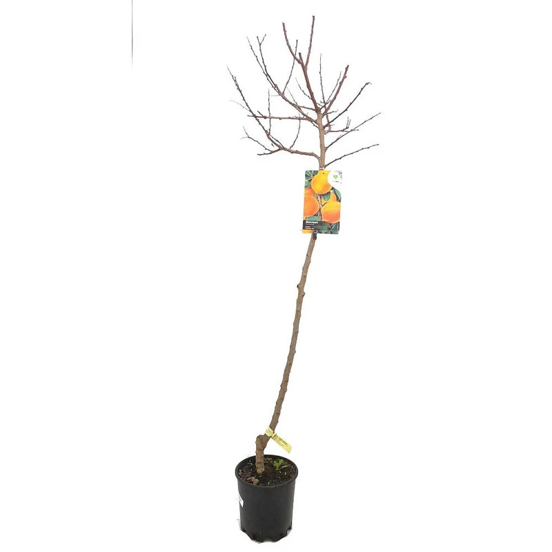 Árbol Frutal Albaricoquero Currot M22 140-150cm