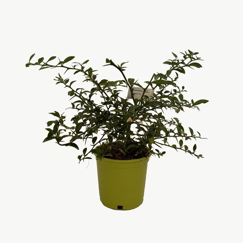 Caviar Cítrico Verde - Maceta 17cm. - Forma Arbustiva Altura Aprox. 35cm.