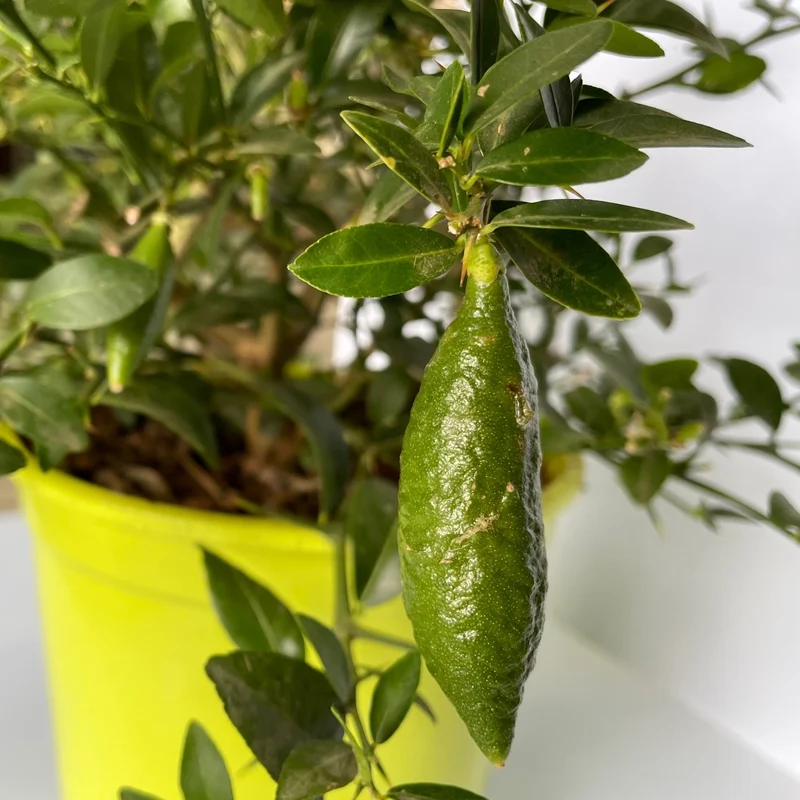 Caviar Cítrico Verde - Maceta 17cm. - Forma Arbustiva Altura Aprox. 35cm.