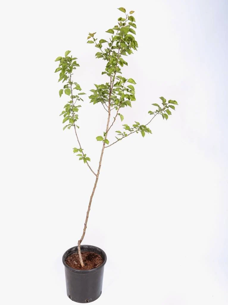 Frutal Albaricoquero Hueso Dulce- Planta Natural - Maceta 26cm - Altura Aprox. 120/150