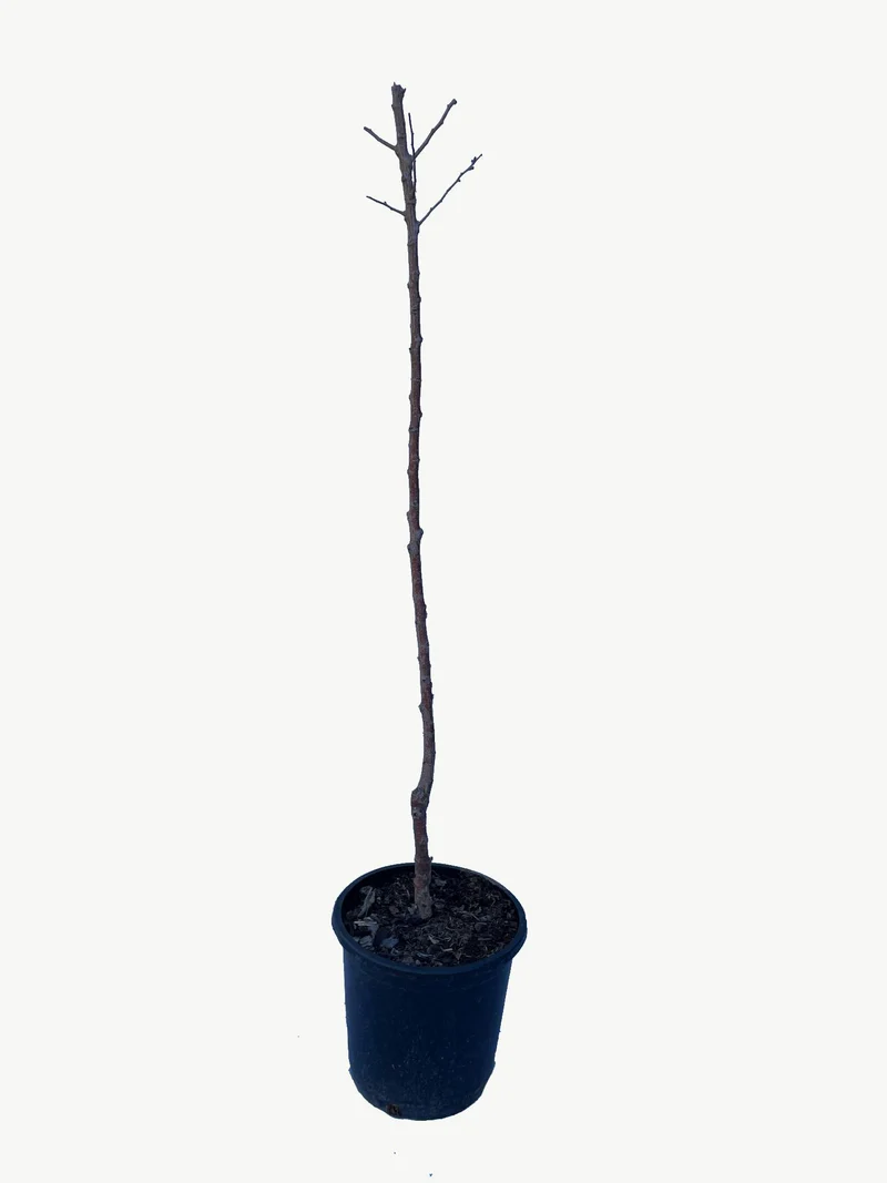 Frutal Albaricoquero Hueso Dulce- Planta Natural - Maceta 26cm - Altura Aprox. 120/150