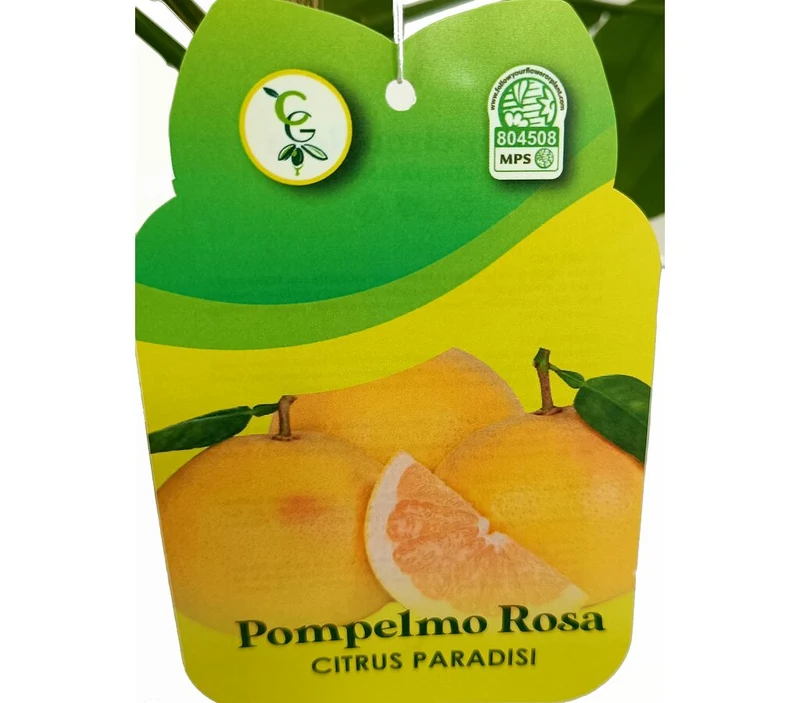 Pomelo Rojo Tb20 130-150cm