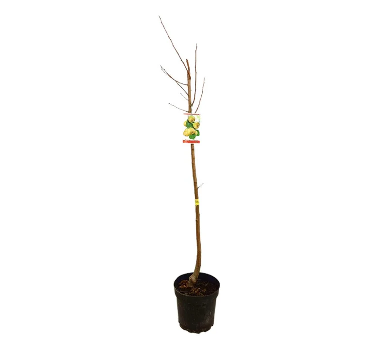 Peral Castell M25 130cm
