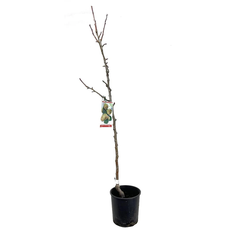 Peral Castell M25 130cm
