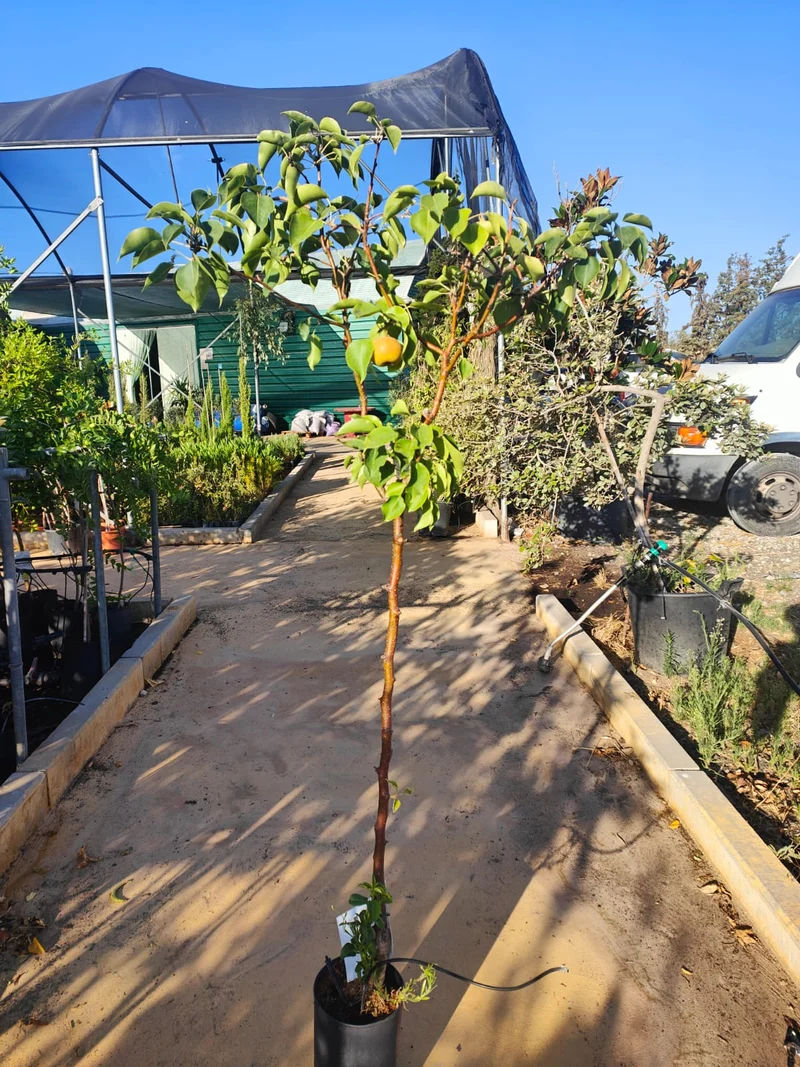 Peral Nashi Maceta 140CM