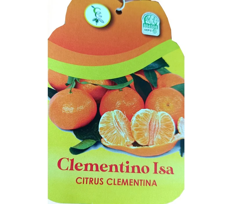 Mandarino Clementino Tb20 120-150cm
