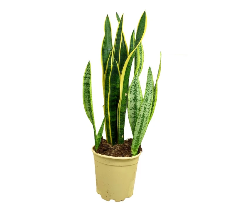 Sansevieria Laurentii M24 80cm (lengua De Suegra)