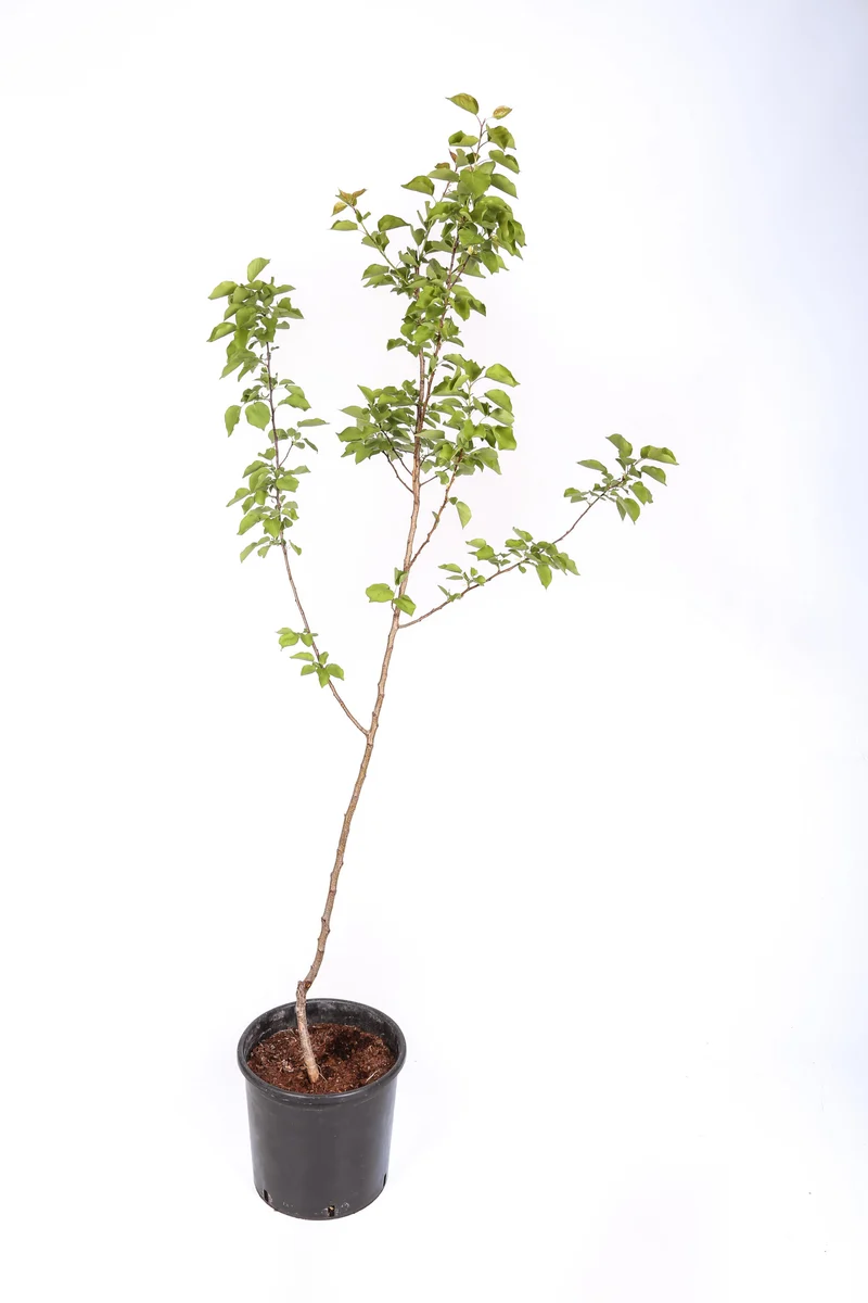 Frutal Ciruelo Reina Claudia - Planta Natural - Maceta 26cm. - Altura Aprox. 120/150