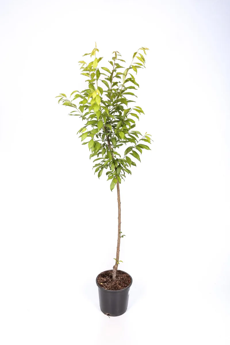 Frutal Ciruelo Friar - Planta Natural - Maceta 26cm. - Altura Aprox. 120/150