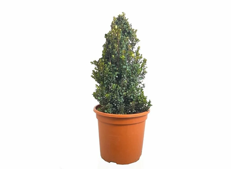 Myrsine Africano M24 (boj Africano)