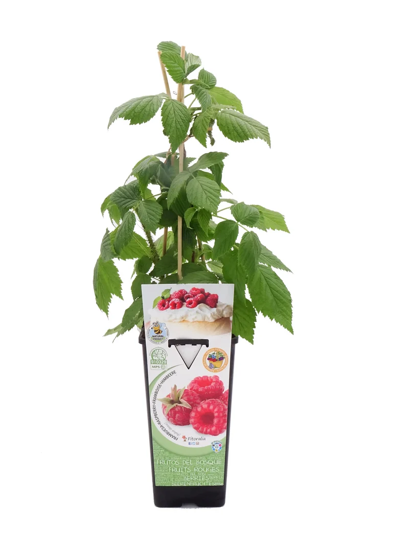 Frambuesa Roja En Maceta 2 L. Natural - Fitoralia