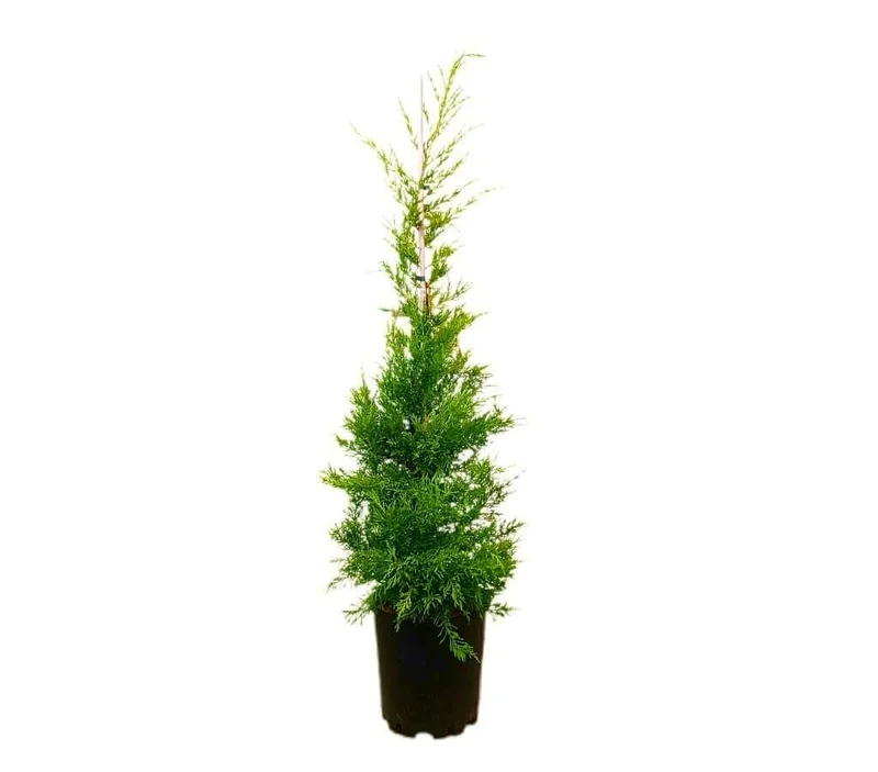 Cupressus Goldcrest Injertado M25 120-140cm