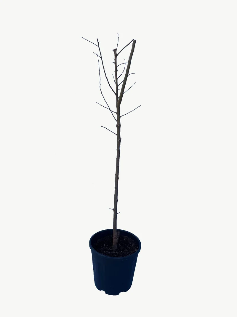 Frutal Ciruelo Golden Japan - Planta Natural - Maceta 26cm. - Altura Aprox. 120/150