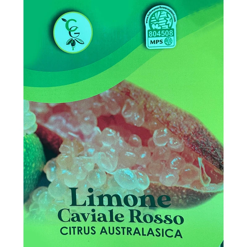 Citrus Caviar Australasica Rosso M21 65cm