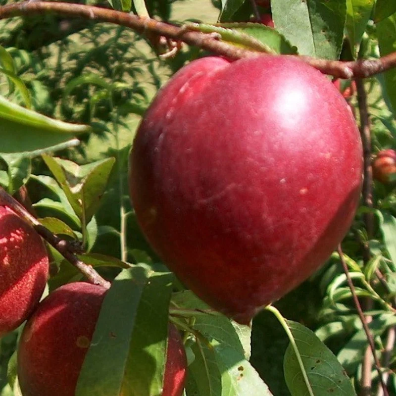 Frutal Nectarina Carne Amarilla - Planta Natural - Maceta 26cm - Altura Aprox. 120/150