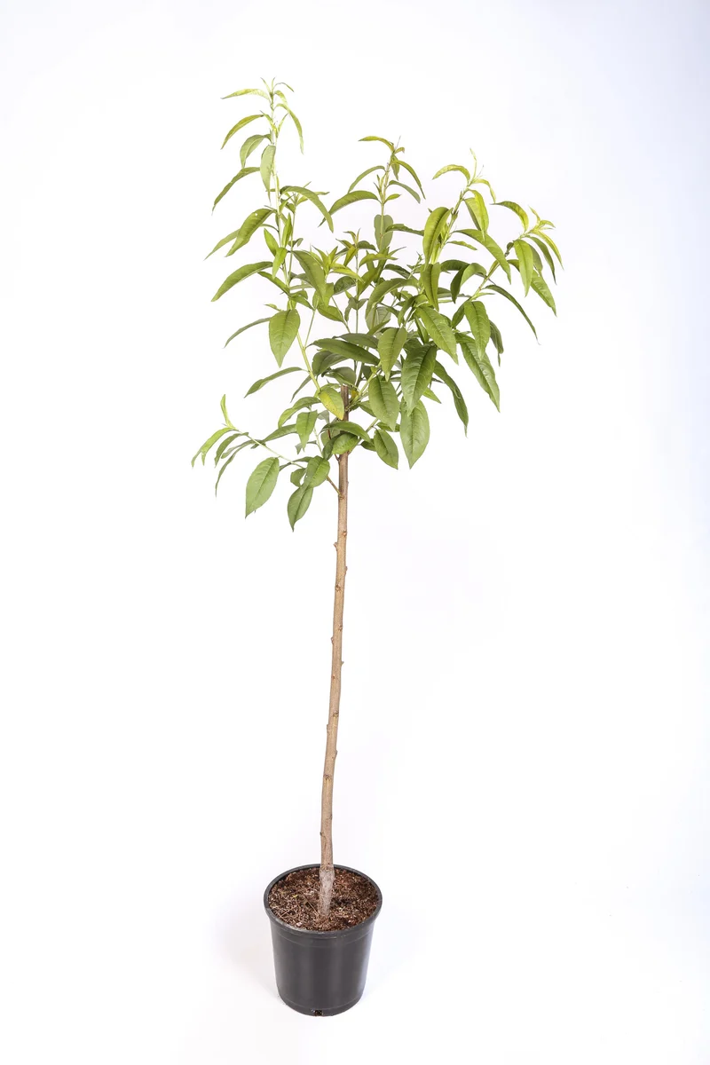 Frutal Nectarina Carne Amarilla - Planta Natural - Maceta 26cm - Altura Aprox. 120/150