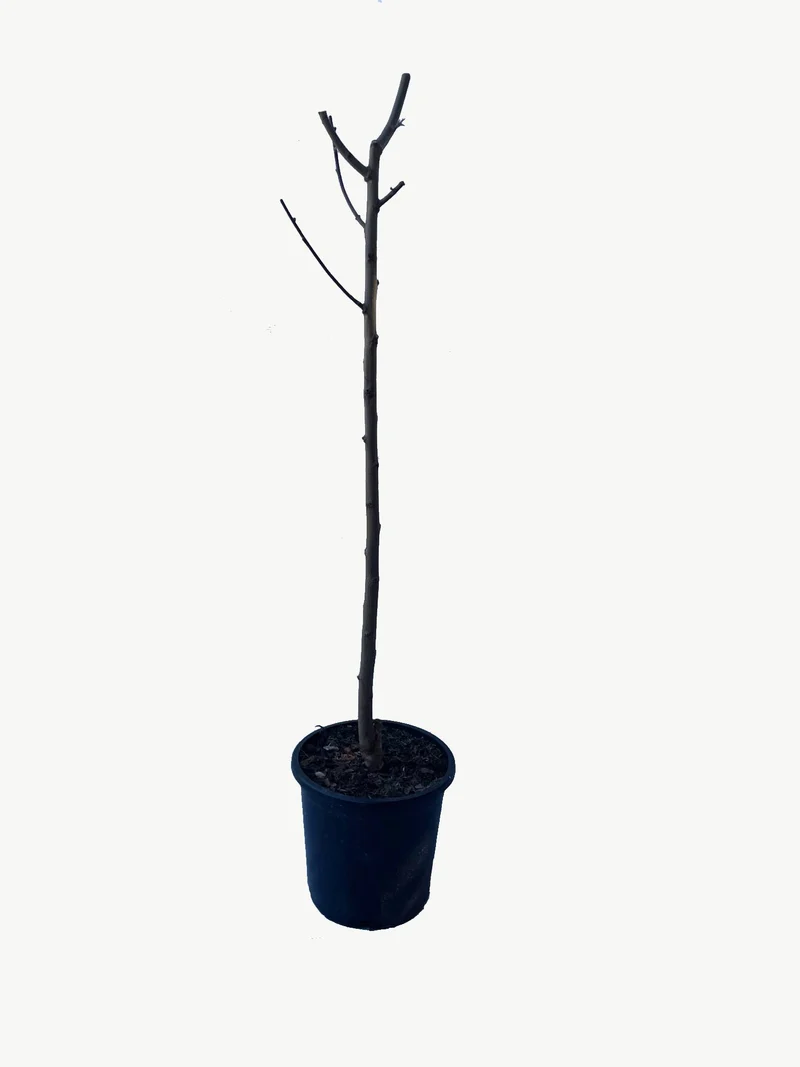 Frutal Nectarina Carne Amarilla - Planta Natural - Maceta 26cm - Altura Aprox. 120/150