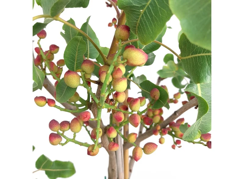 Pistacho Hembra M30 150-170cm