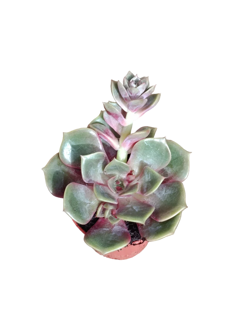 Echeveria Mont Ø5 Planta Suculenta De Sol
