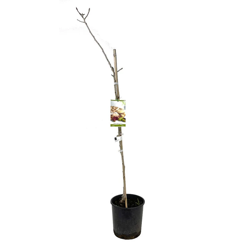 Pistacho Hembra Sirora 10l 150cm