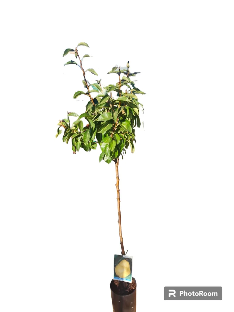 Peral Comice Maceta 140CM