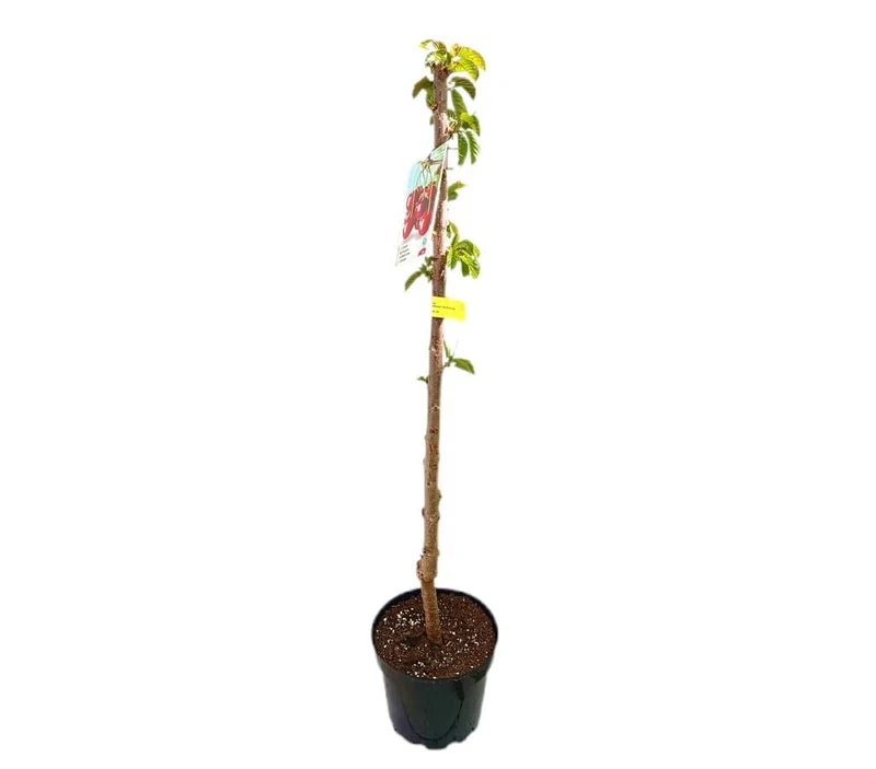 Cerezo Brook M25 120-140cm