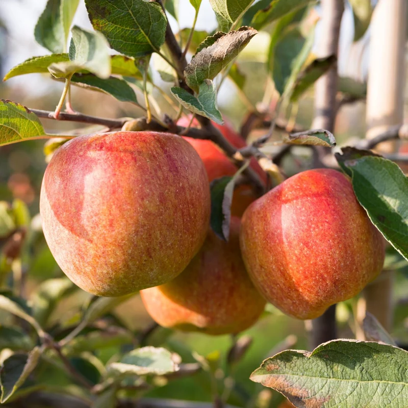 Manzano - Manzana Fuji- Manzana Semi Roja - Planta Viva - Altura 120/150